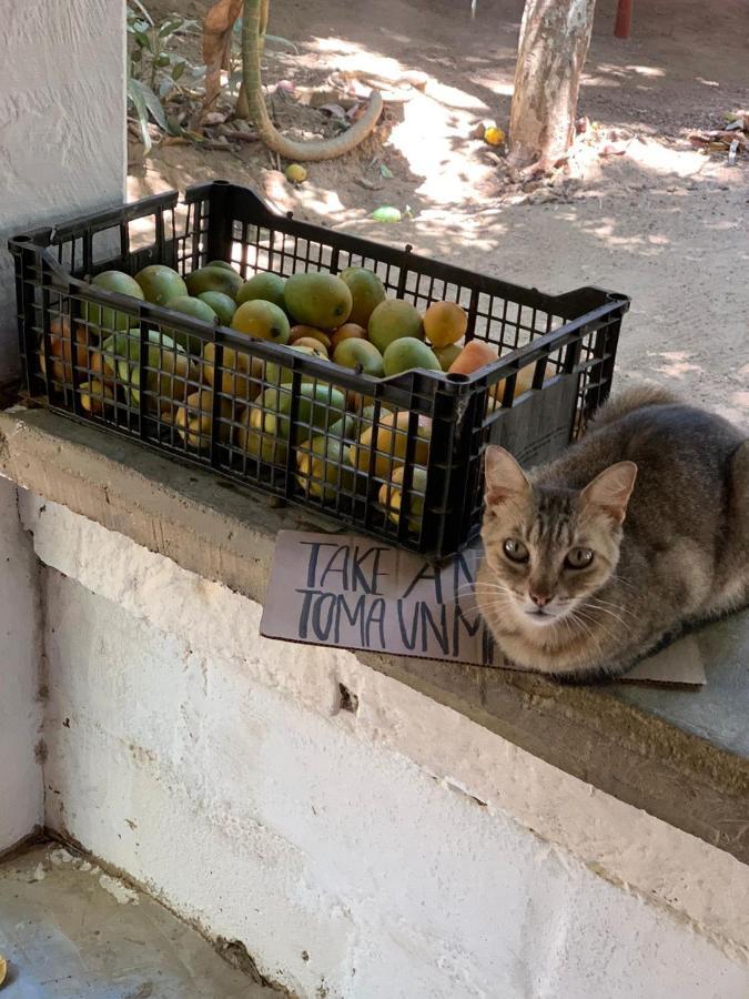 Posada La Huerta Mazunte Exteriér fotografie